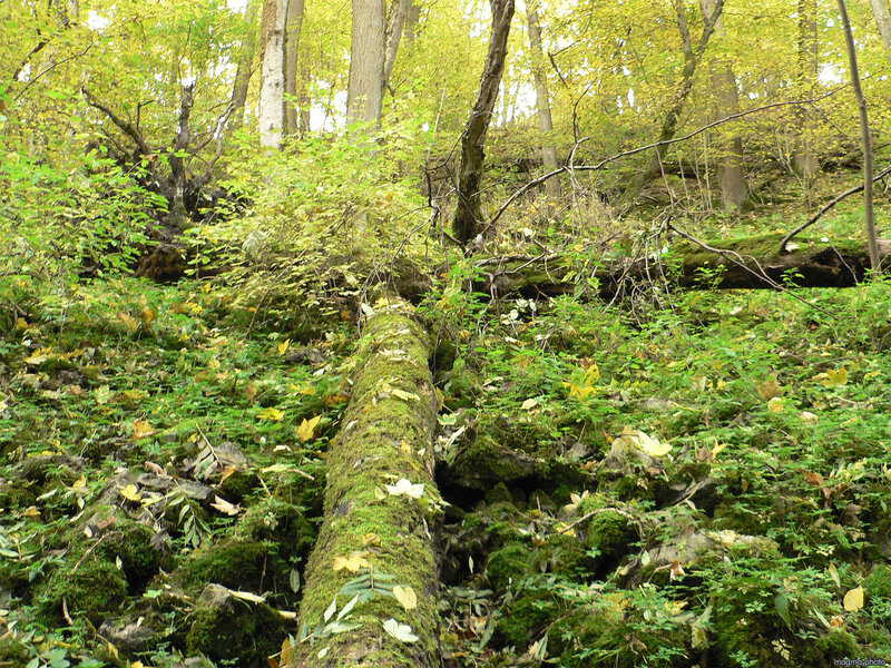 Moss-covered Log in Forest — Green, Serene, Autumn, Photograph, Fallen Tree
