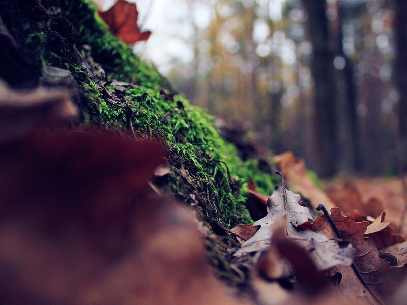Moss-covered Log in Forest — Green, Serene, Autumn
