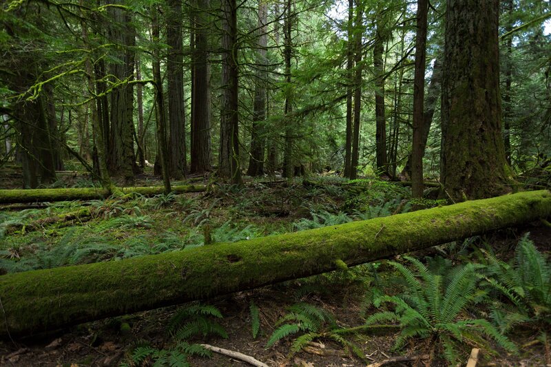 Moss-covered Log in Forest — Green, Serene, Morning, Photograph, Trees, Ferns, Moss