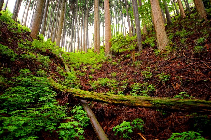 Moss-covered Log in Forest — Green, Serene, Morning, Photograph, Trees, Ferns