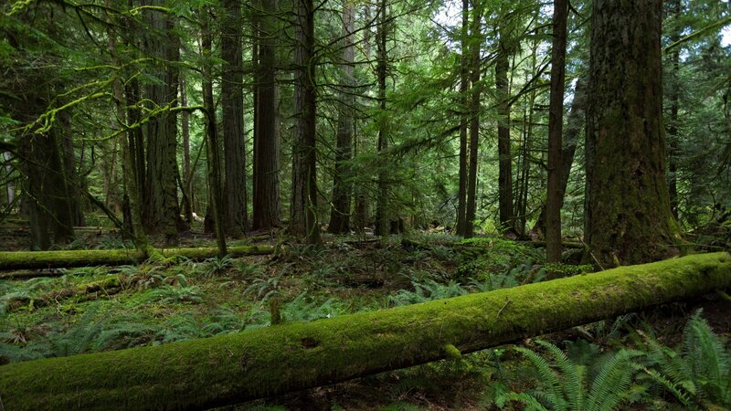 Moss-covered Log in Forest — Green, Serene, Morning, Photograph, Trees, Moss