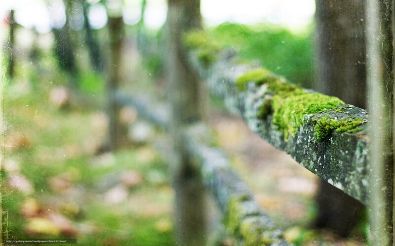 Moss-covered Log in Forest — Green, Serene, Morning