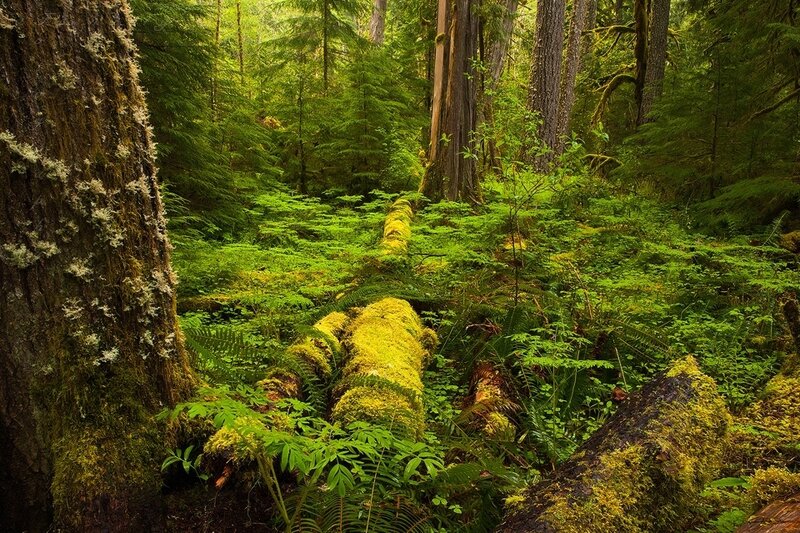 Moss-covered Log in Forest — Green, Serene
