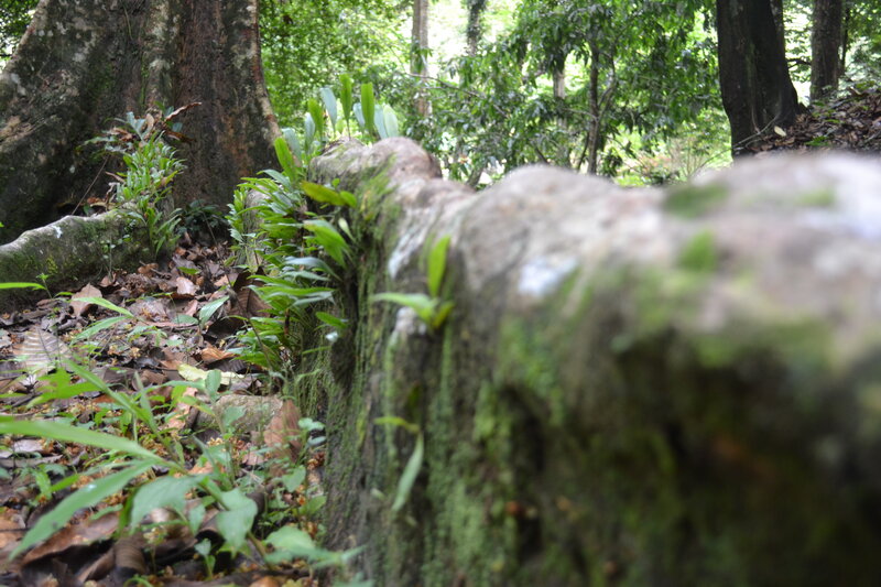 Moss-covered Log in Forest — Green