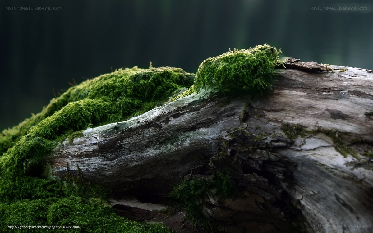 Moss-covered log in forest