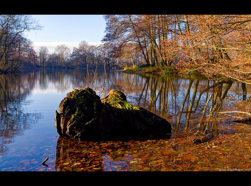 Moss-covered Log in Lake