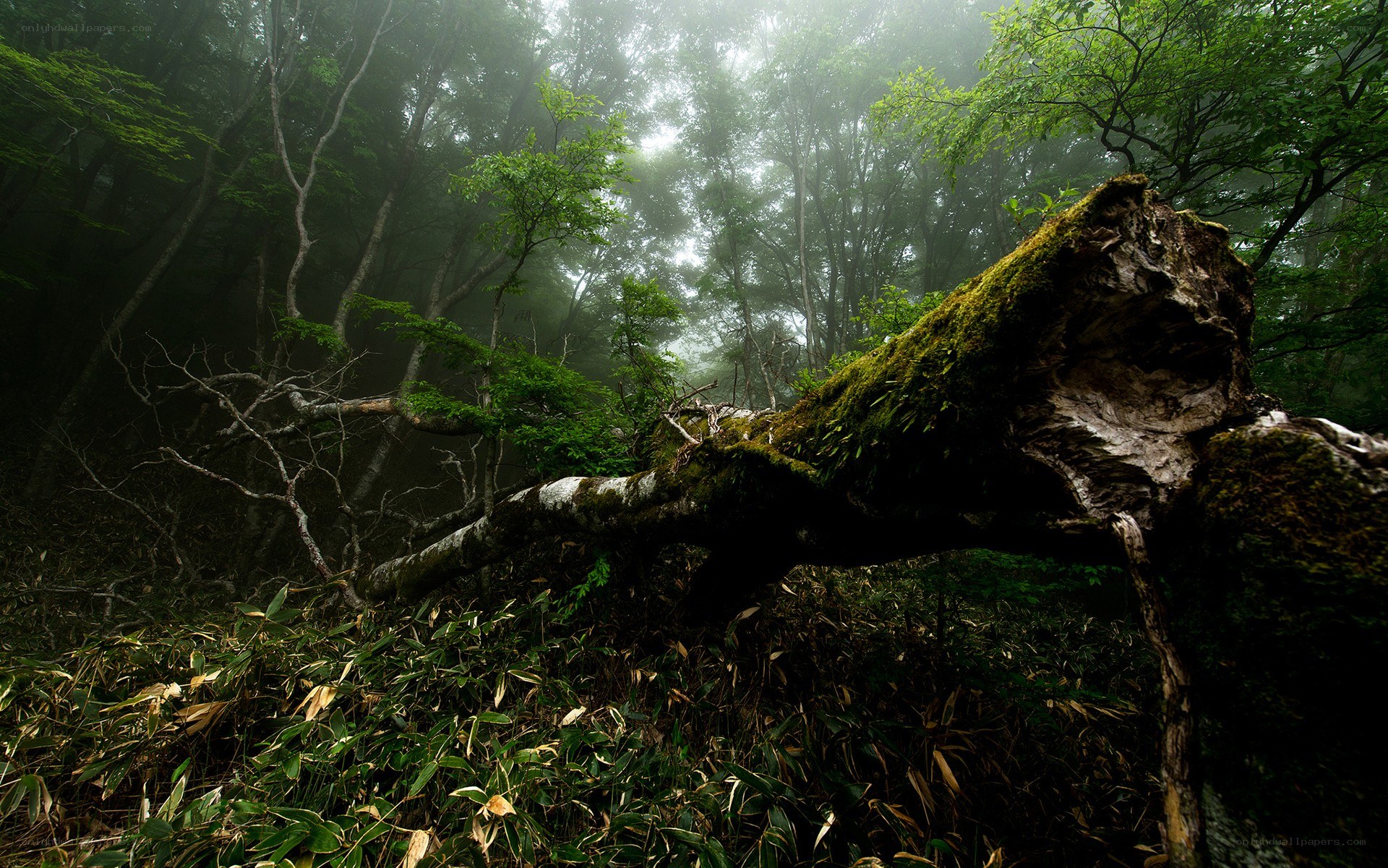 Moss-covered log in misty forest