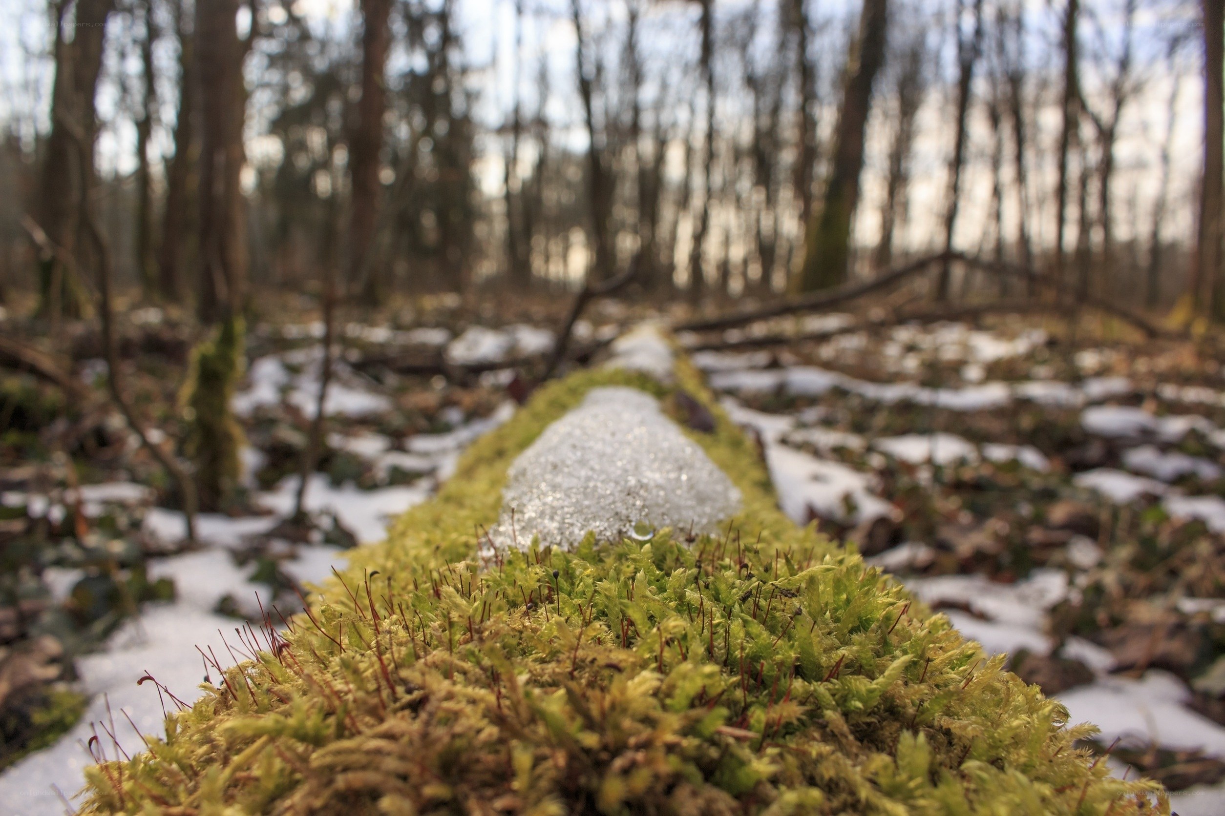 Moss-covered log in snowy forest
