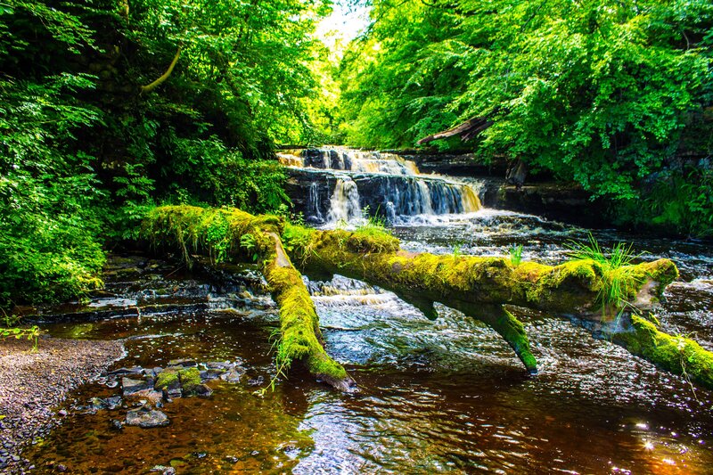 Moss-covered Log in Stream