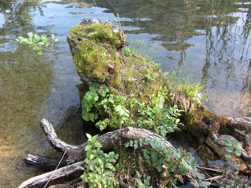 Moss-covered Log in Water