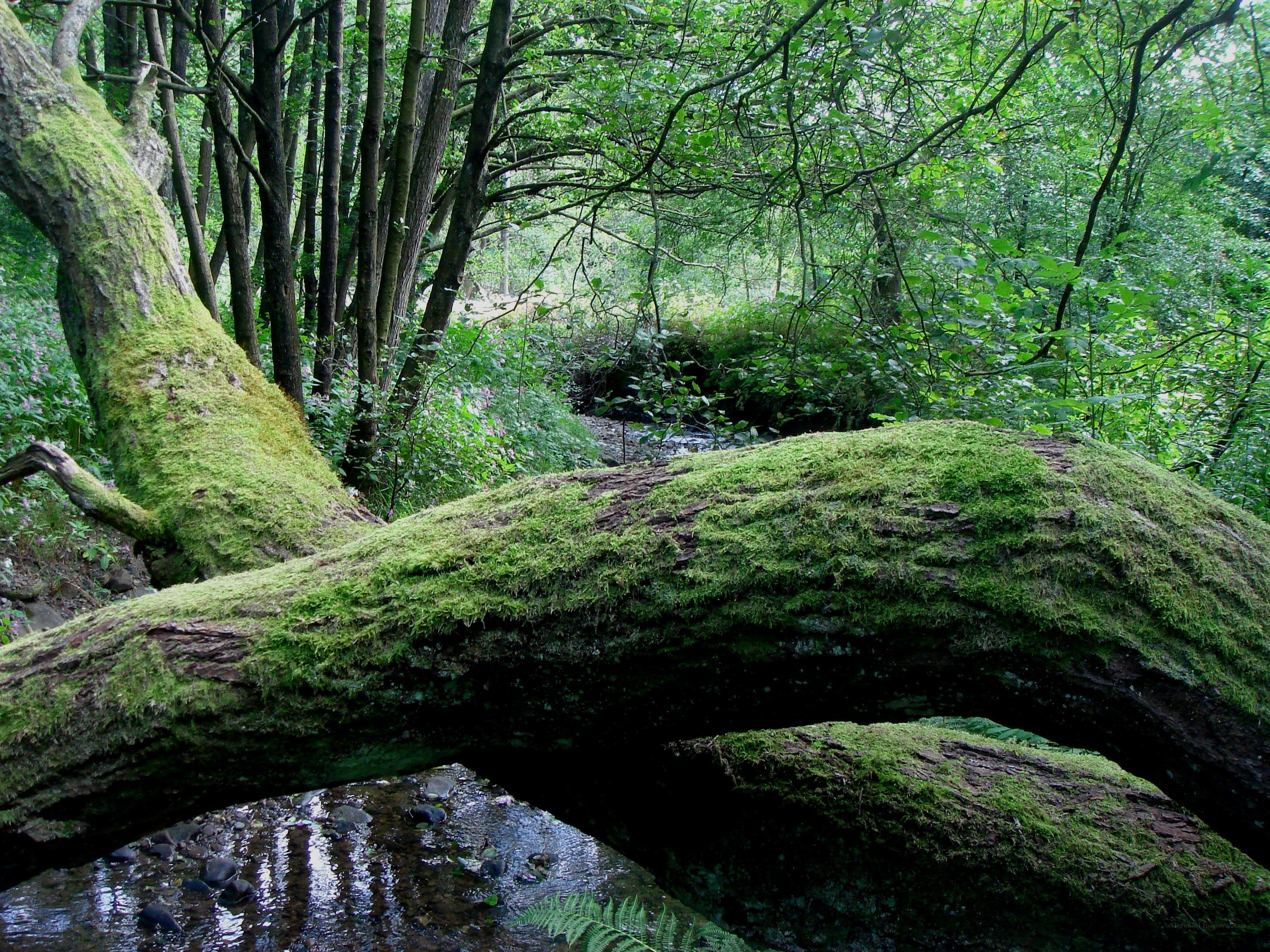 Moss-covered log over stream