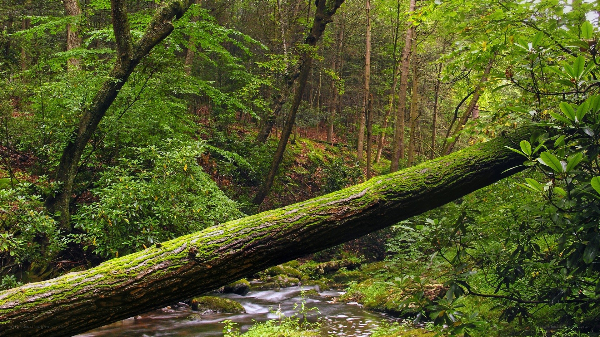 Moss-covered log over stream