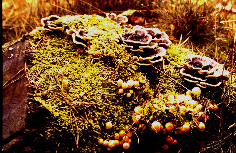 Moss-covered Log with Fungi