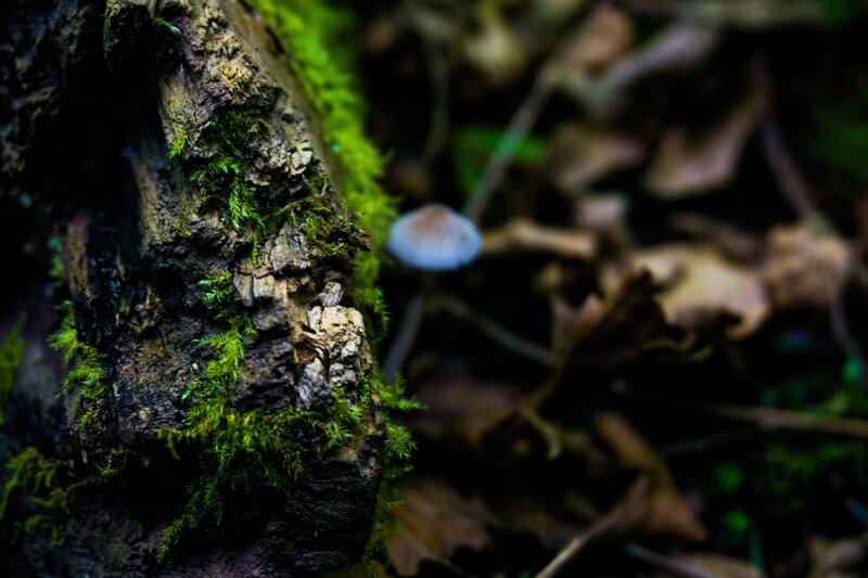 Moss-covered Log with Mushroom