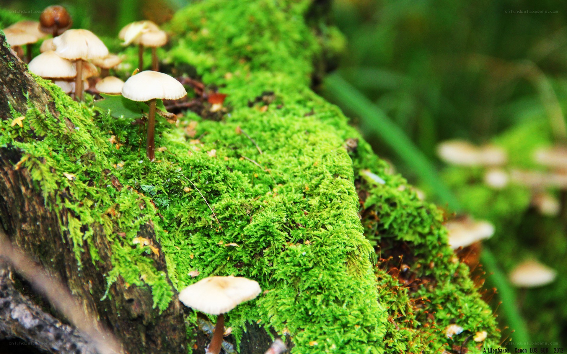 Moss-covered log with mushrooms