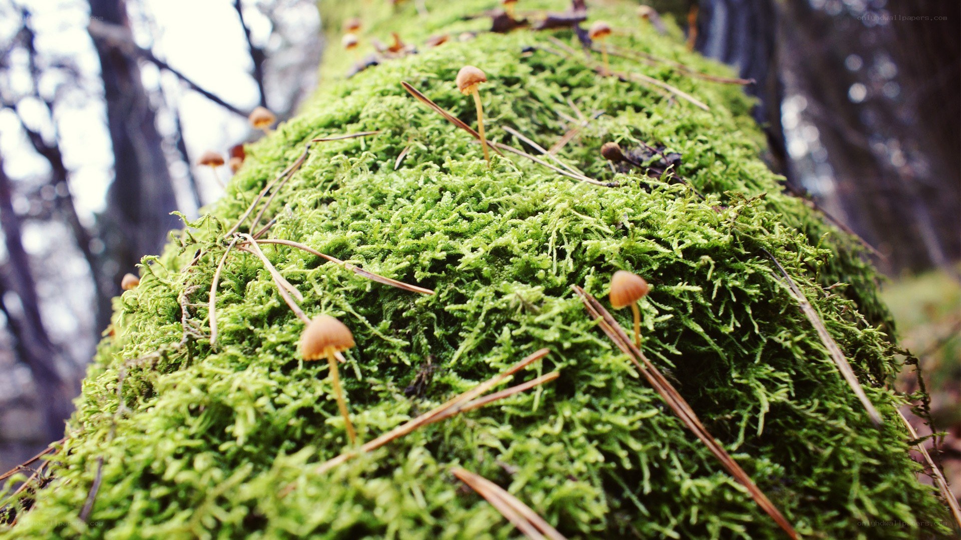 Moss-covered log with mushrooms