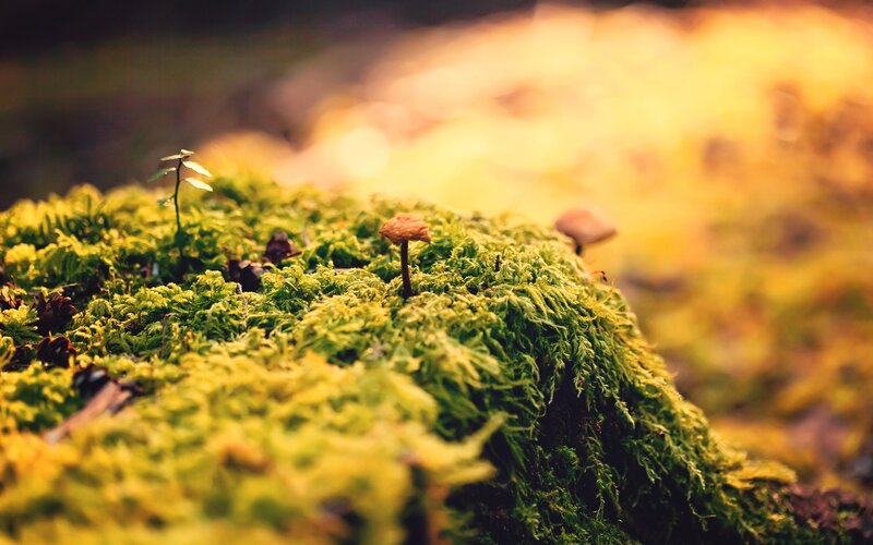 Moss-covered Log with Mushrooms — Green