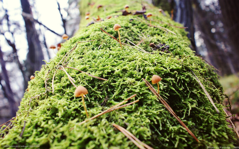 Moss-covered log with mushrooms