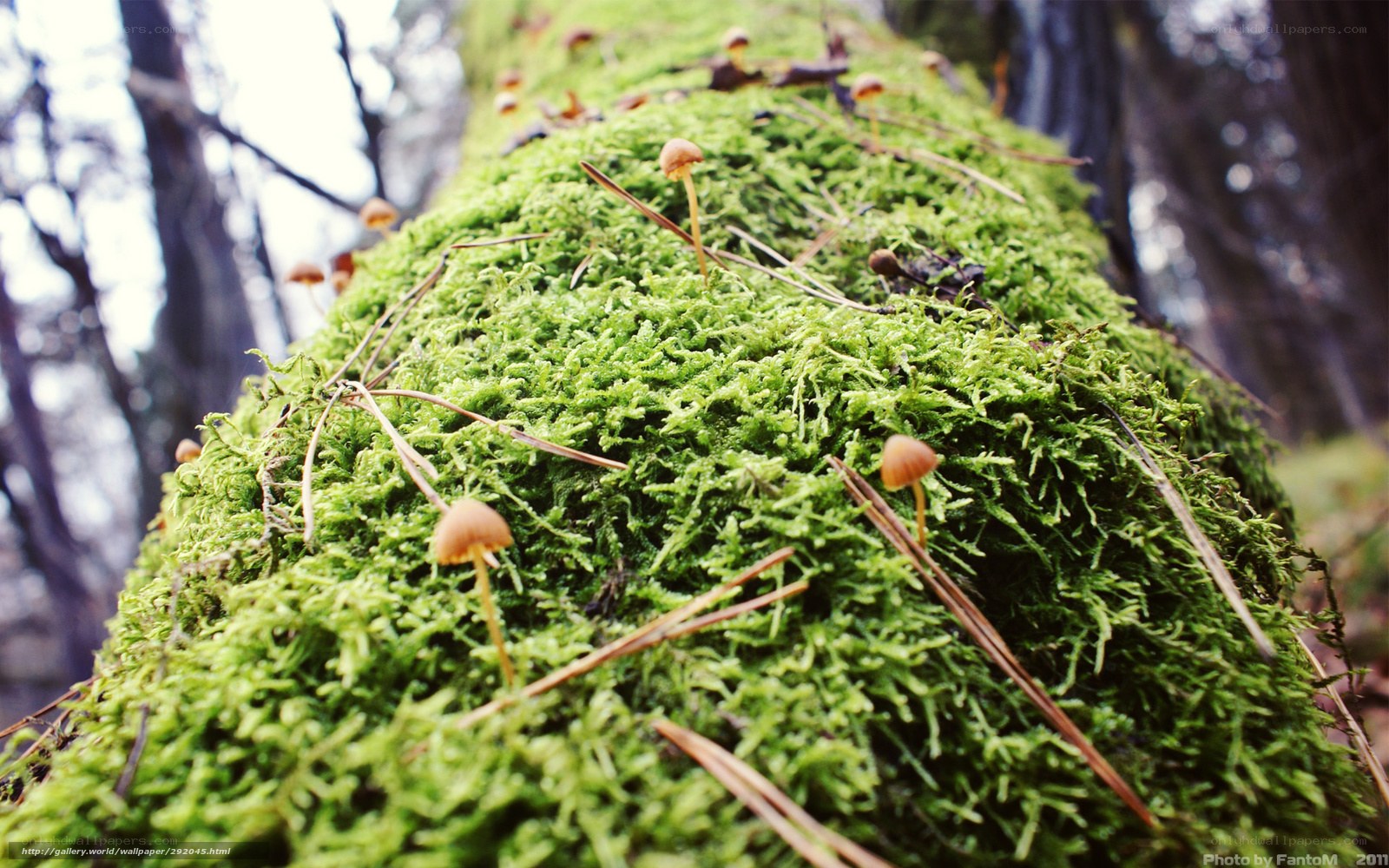 Moss-covered log with mushrooms