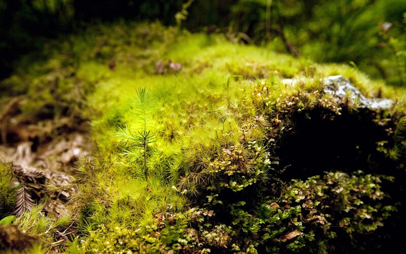 Moss-covered Log with Sprout — Green