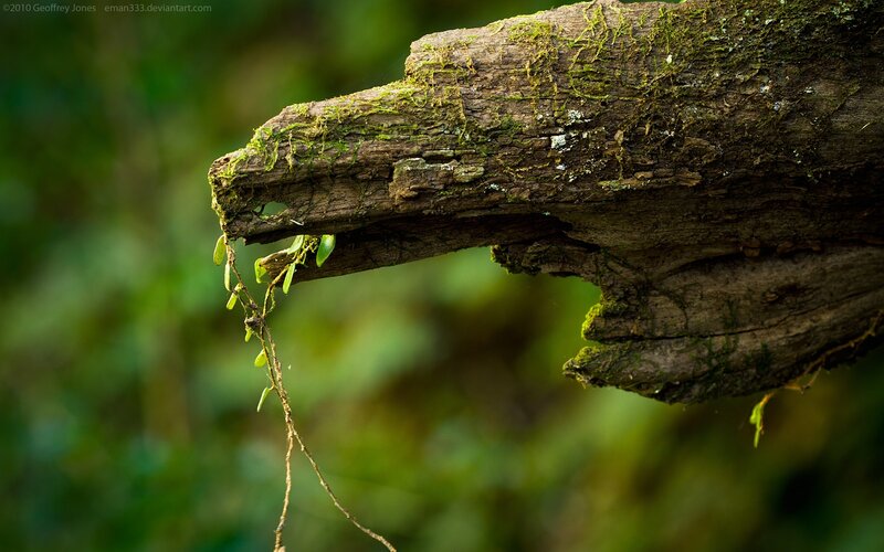 Moss-covered Log with Vines
