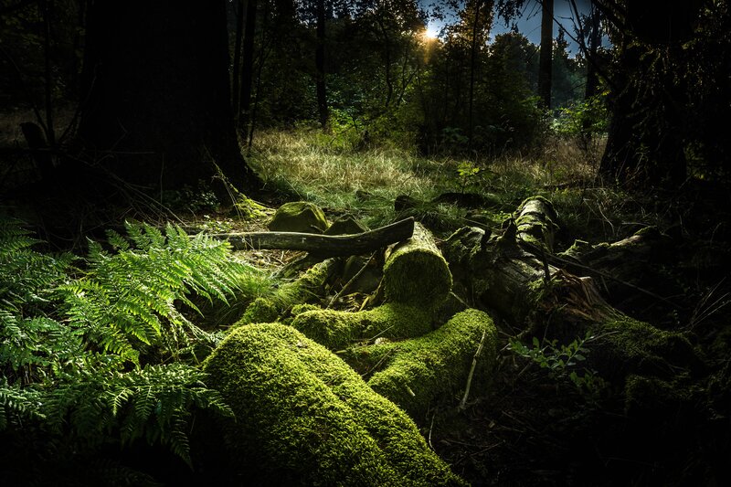Moss-covered Logs in Forest — Green, Dramatic