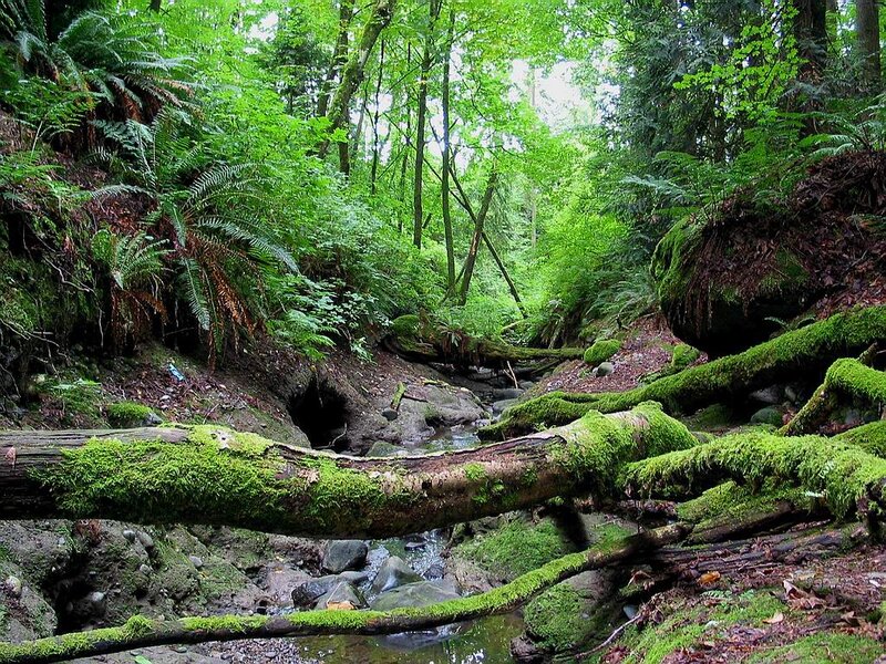 Moss-covered Logs in Forest — Green