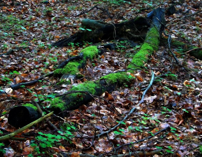 moss-covered logs in forest