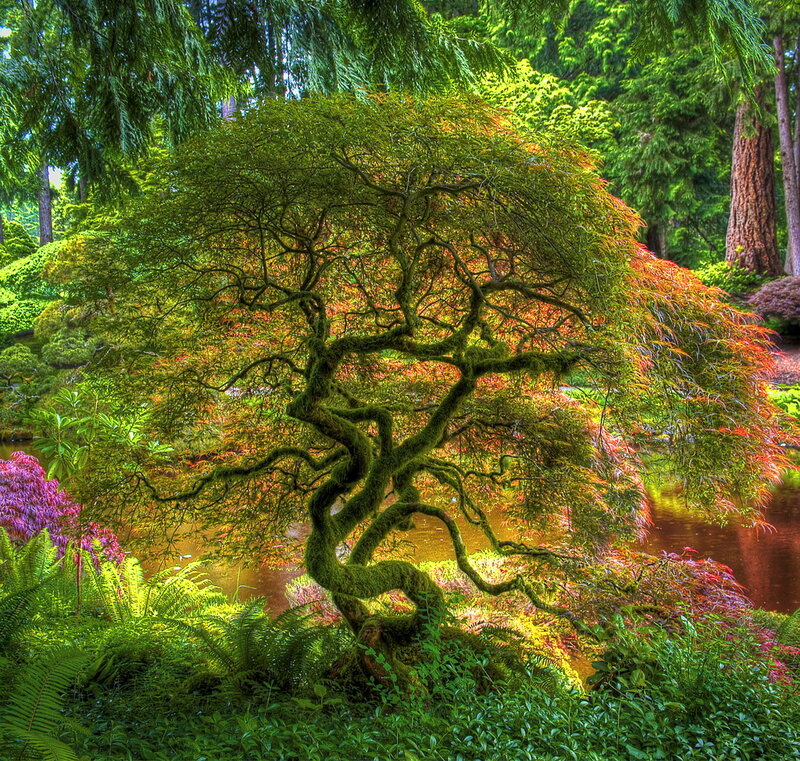 Moss-covered Maple Tree — Green