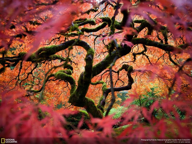 Moss-covered Maple Tree — Red, Serene, Autumn, Photograph, Red Leaves