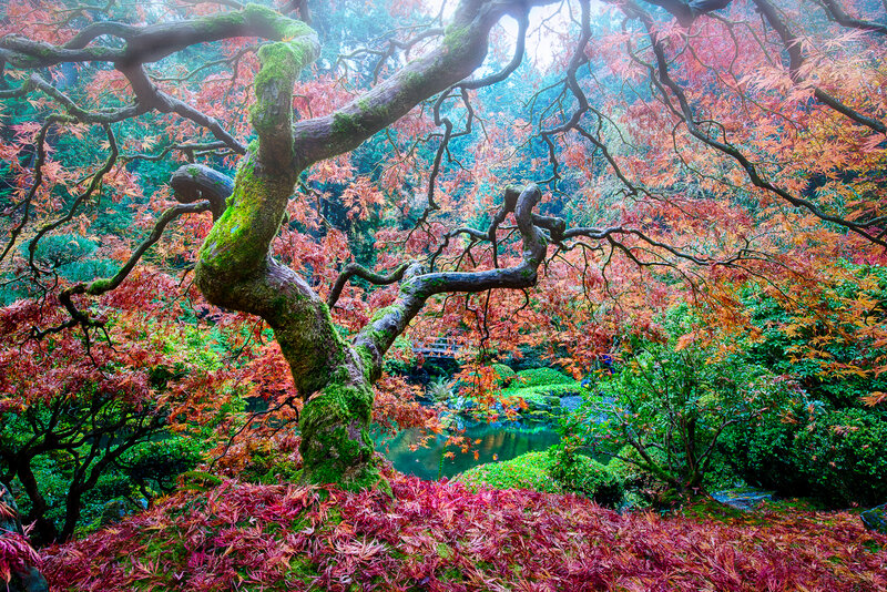 Moss-covered Maple Tree — Red, Serene, Autumn