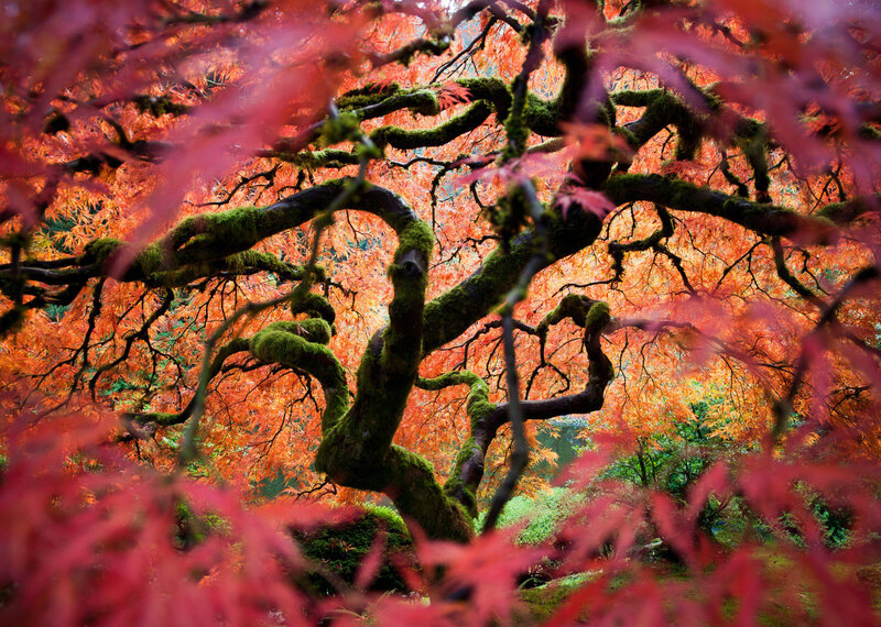 Moss-covered Maple Tree — Red, Serene