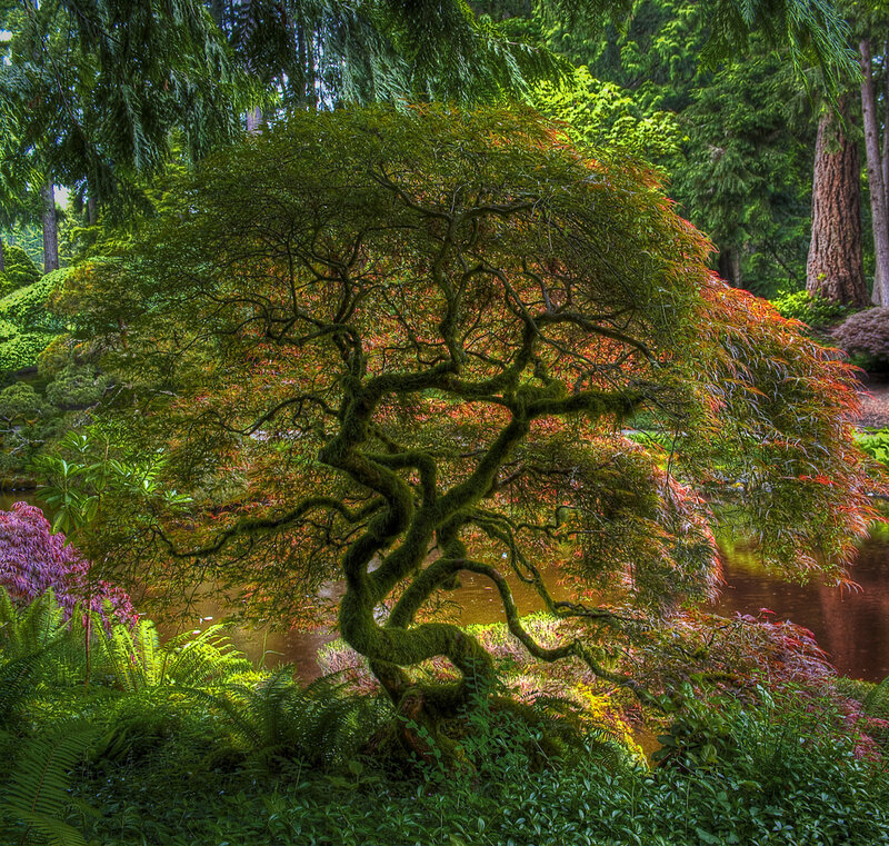 Moss-covered Maple Tree