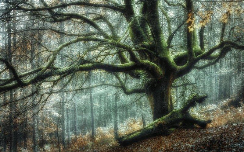 Moss-covered Oak Tree