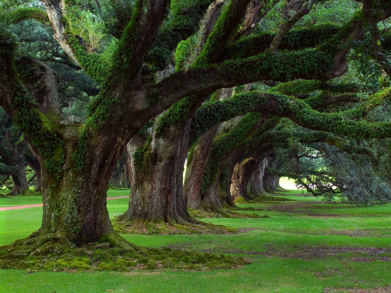 Moss-covered oak trees in a grove