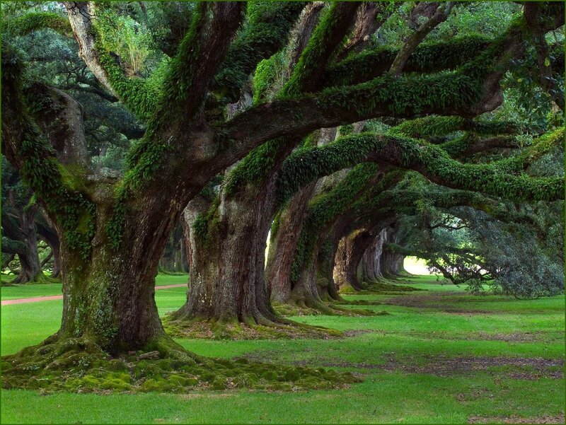 Moss-covered oak trees in a grove