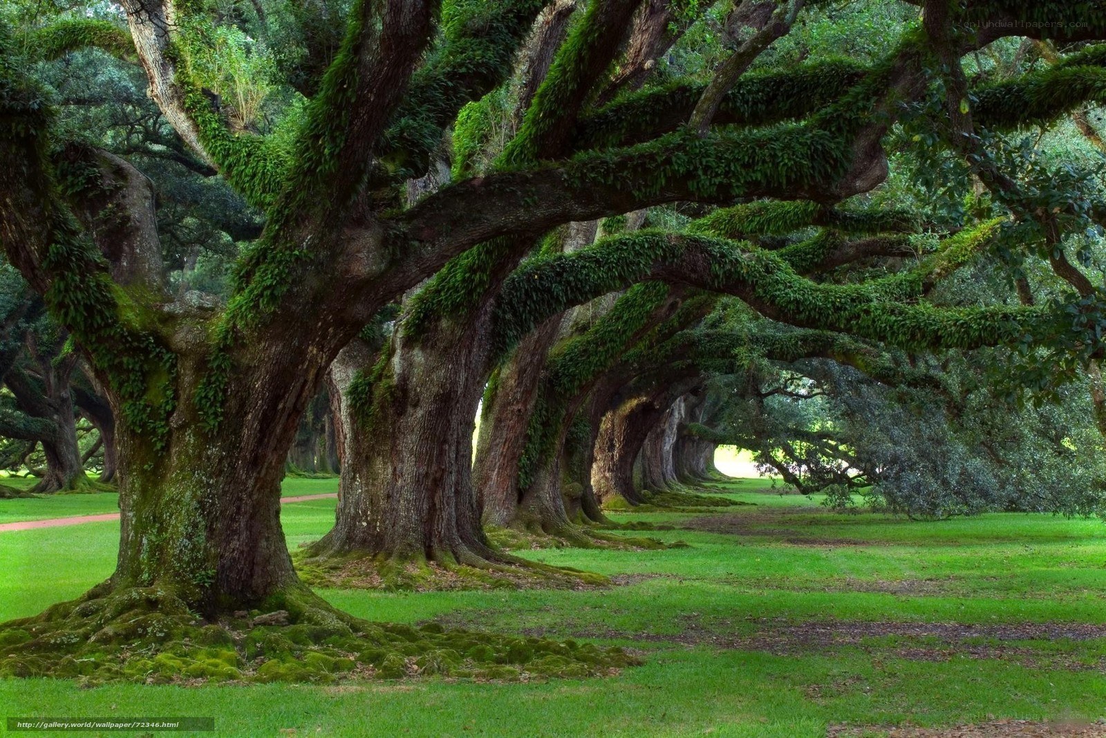 Moss-covered oak trees in a grove