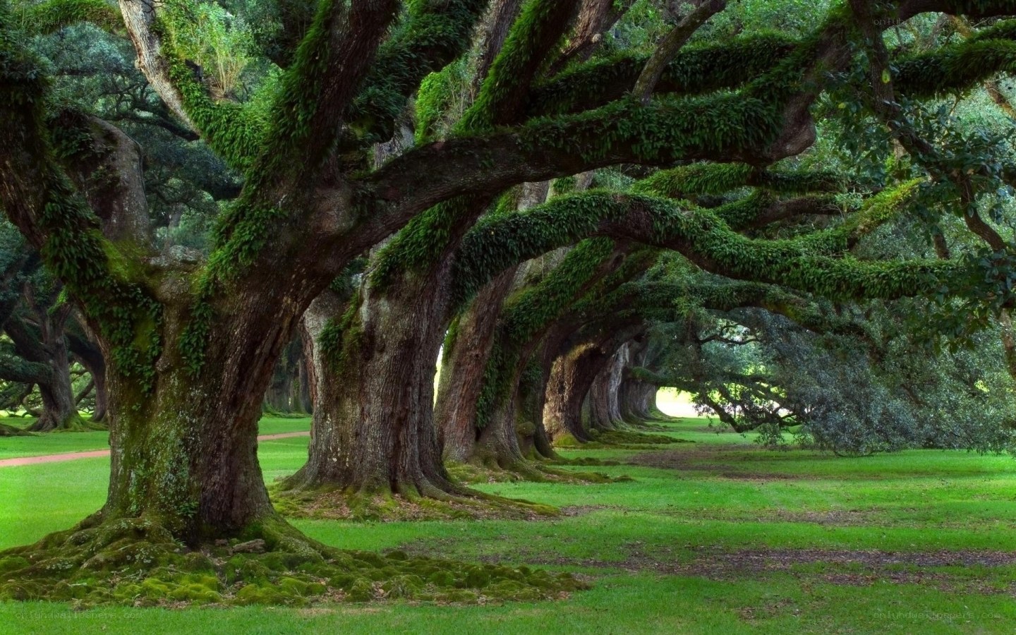 Moss-covered oak trees in a park