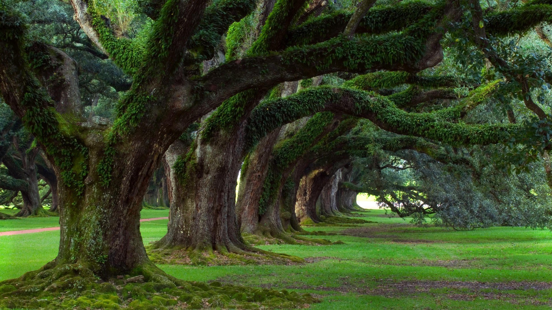 Moss-covered oak trees in a park