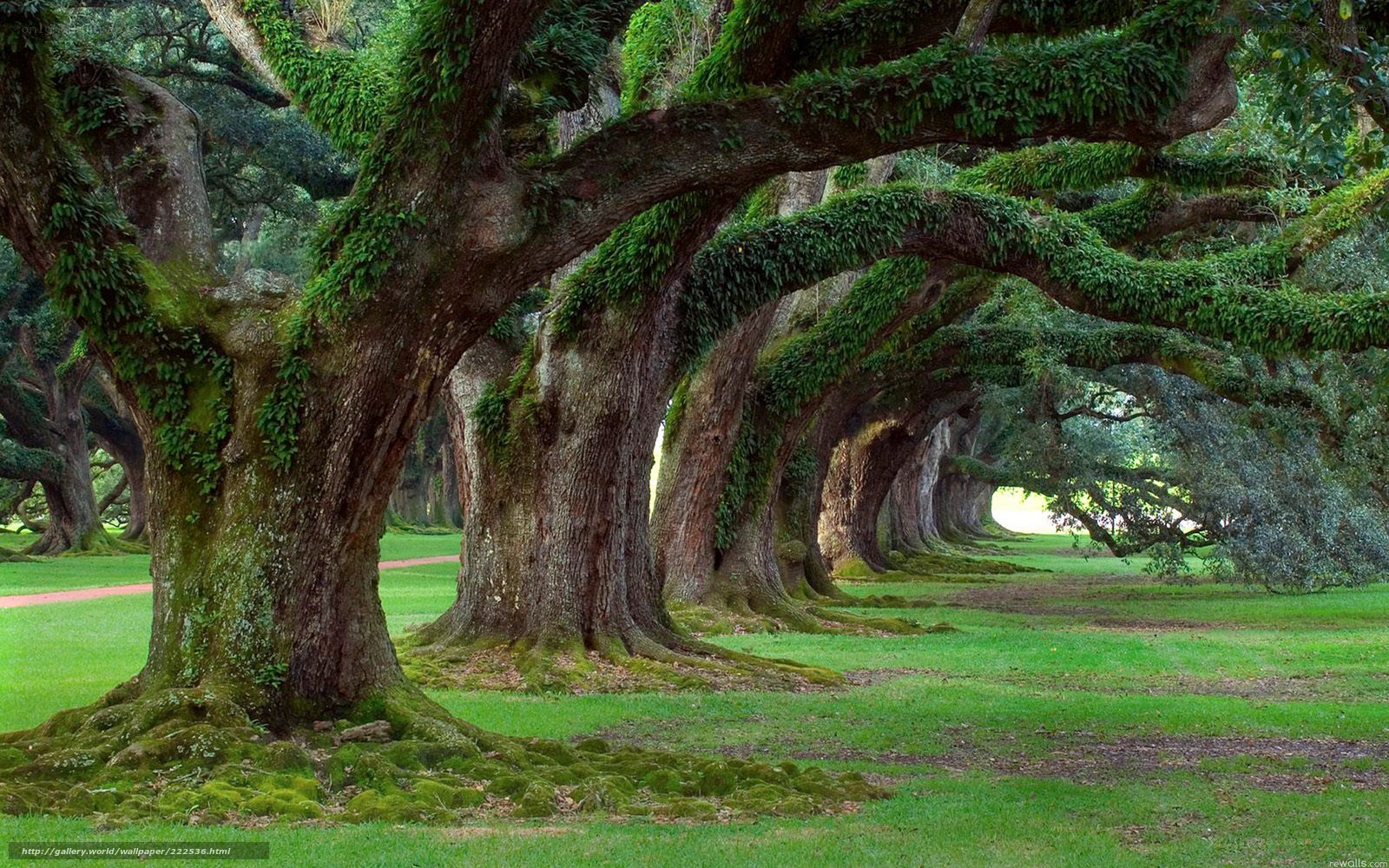 Moss-covered oak trees in a park
