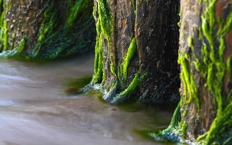 Moss-covered Pilings
