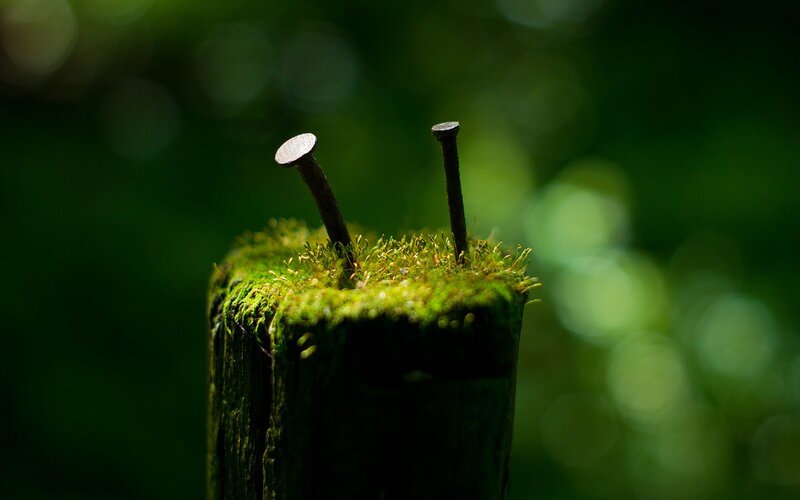 Moss-covered post with nails