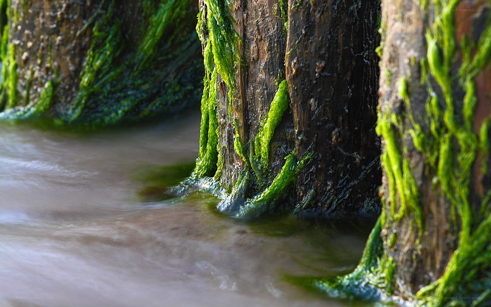 Moss-covered posts in flowing water