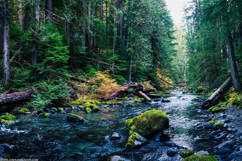Moss-covered River in Forest — Green