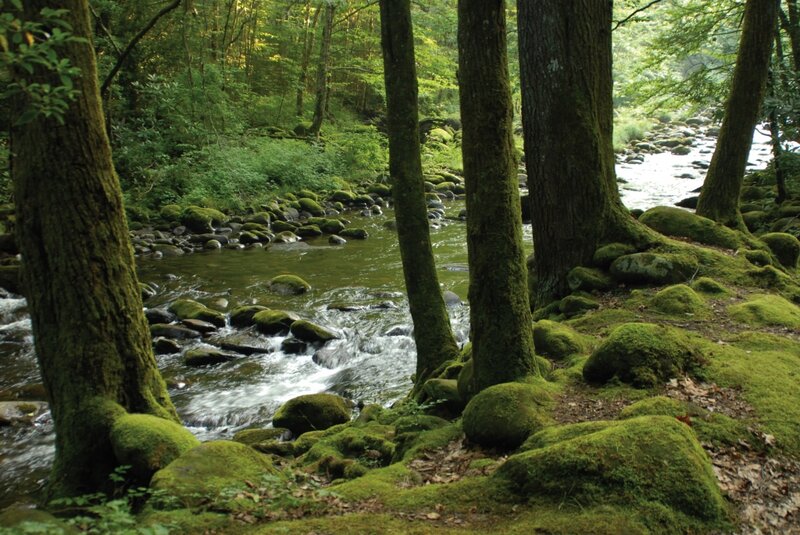 Moss-covered River in Forest