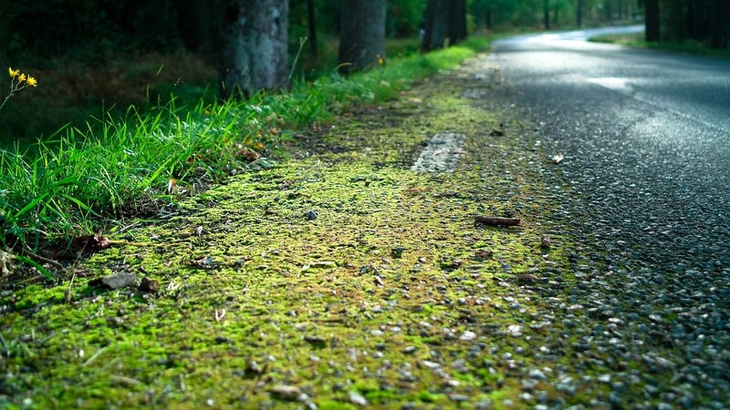 Moss-covered Road Edge — Green