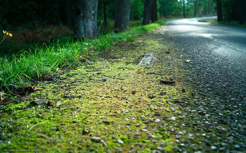 Moss-covered Roadside — Green