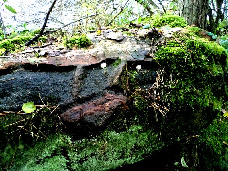 Moss-covered Rock Face — Green