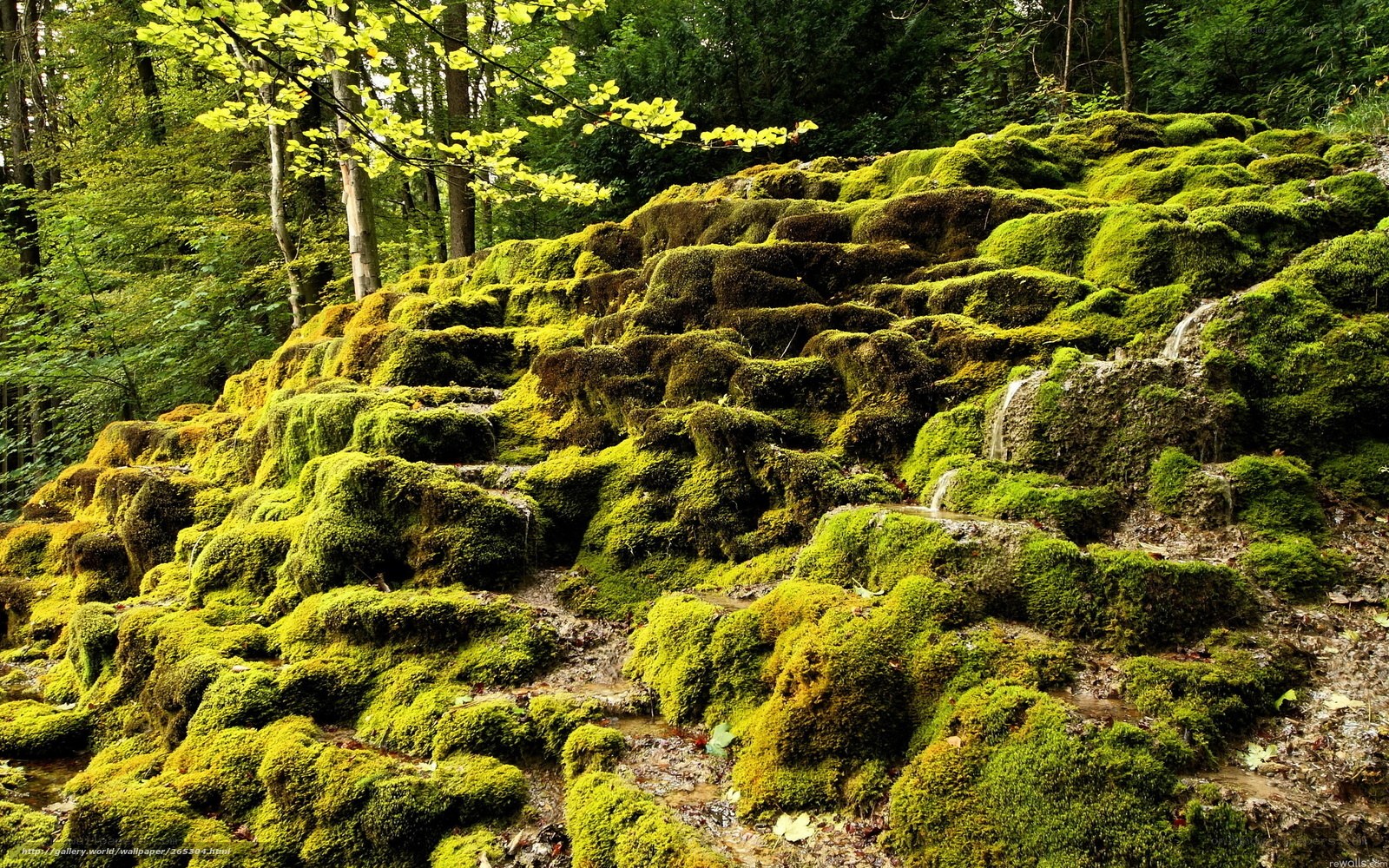 Moss-covered rock formation