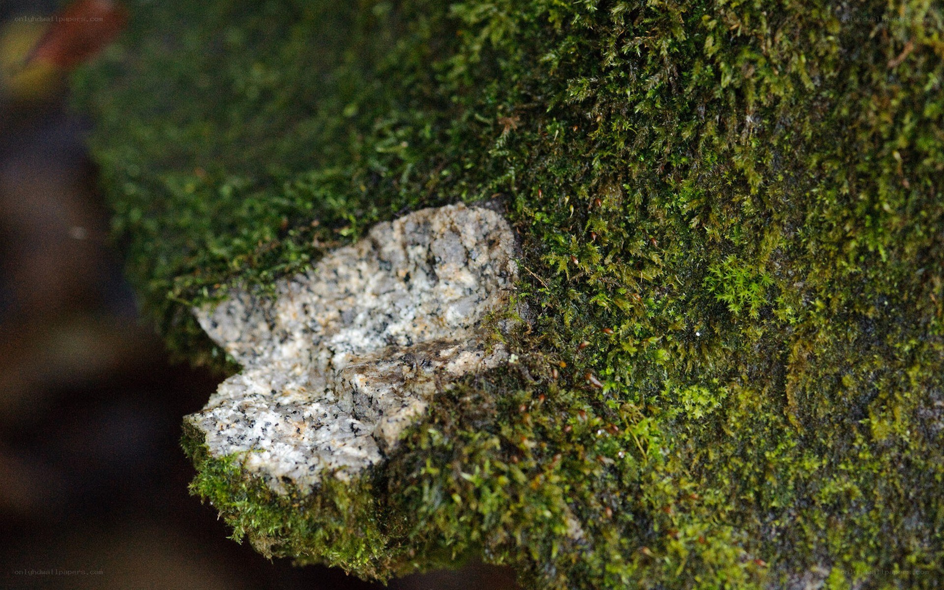 moss-covered rock fragment
